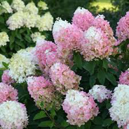 Hydrangea paniculata 'Pinkachu' PBR