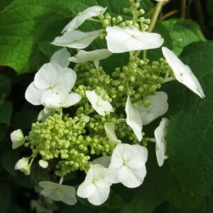 Hydrangea quercifolia