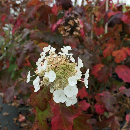 Hydrangea quercifolia