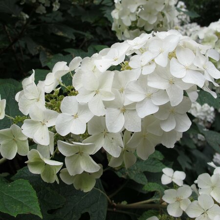 Hydrangea quercifolia 'Ice Crystal'