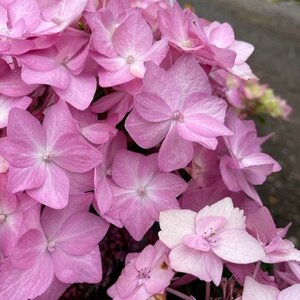 Hydrangea serr. 'Frozen Smoothie'