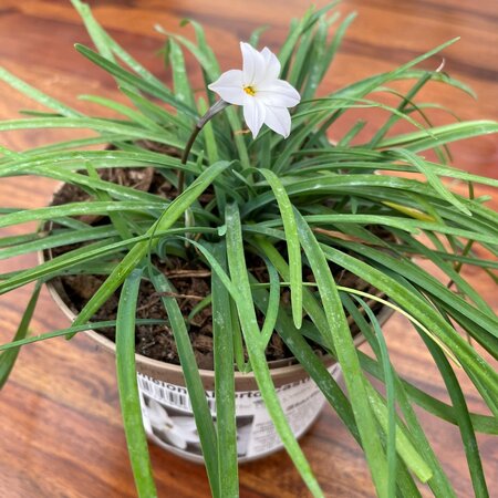 Ipheion 'Alberto Castillo' 1 litre pot March