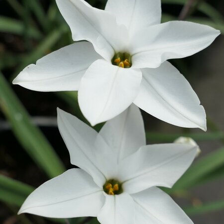 Ipheion 'Alberto Castillo'