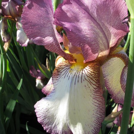 Iris 'Benton Lorna' (TB)