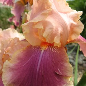 Iris 'Carnaby'