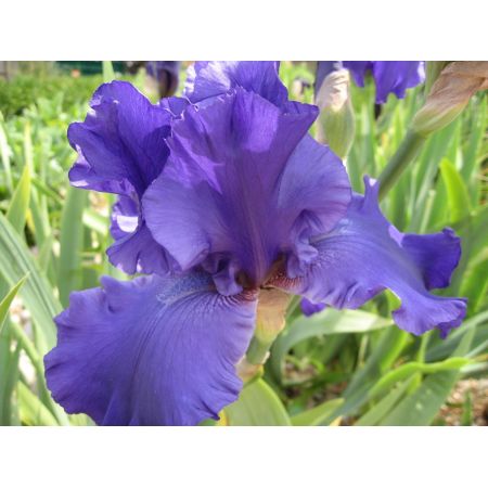 Iris Dusky Challenger Purple