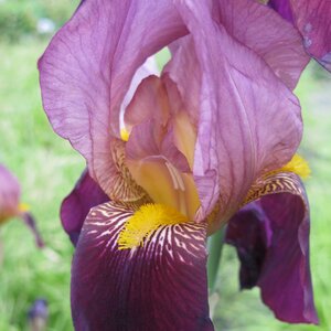 Iris 'Indian Chief' Tall Bearded