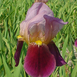 Iris 'Indian Chief'