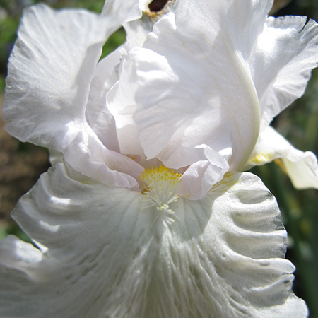 Iris 'Madeira Belle'