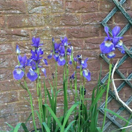 Iris sibirica Flight of Butterflies