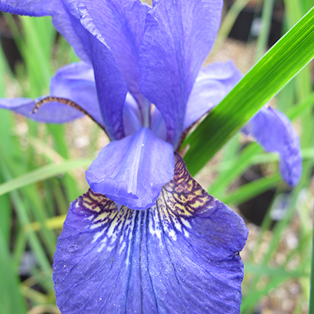 Iris sibirica 'Mountain Lake'