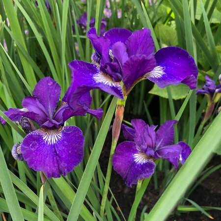 Iris sibirica Shirley Pope