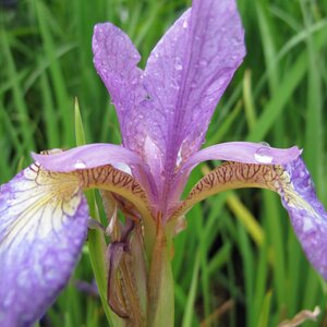 Iris sibirica 'Sparkling Rose'