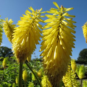 Kniphofia Bees Lemon