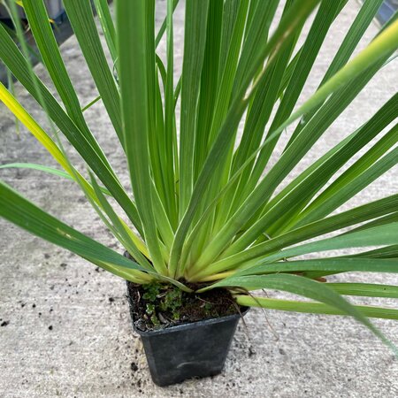 Libertia chilensis