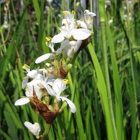 Libertia chilensis