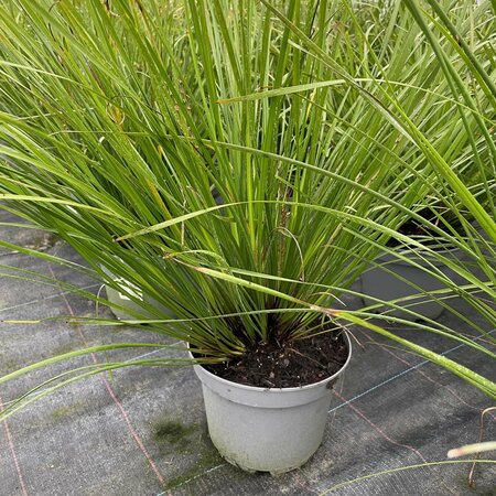 Lomandra longifolia 'Tanika'