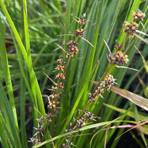 Lomandra longifolia 'Tanika'