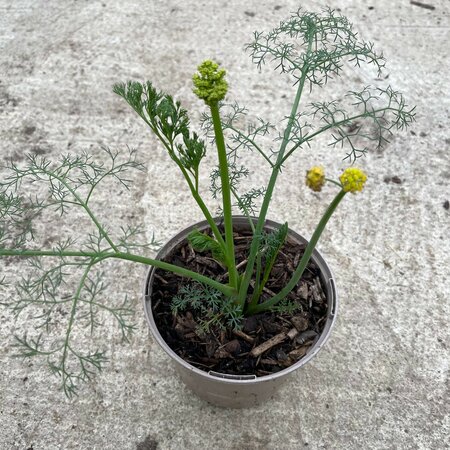 Lomatium grayi