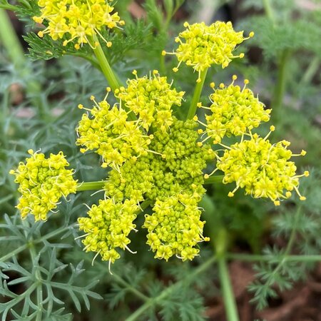 Lomatium grayi