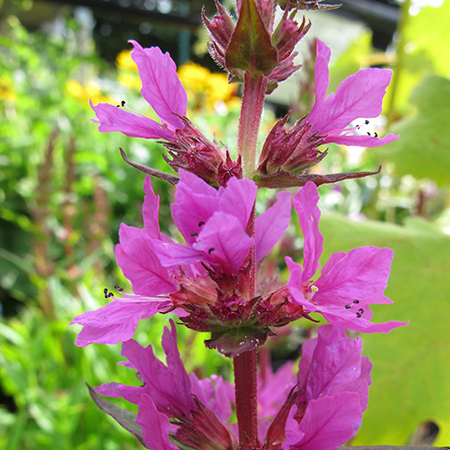 Lythrum salicaria 'Robin'