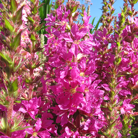 Lythrum salicaria 'Robin'