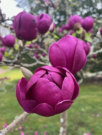 Magnolia Genie