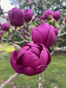 Magnolia Genie