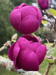 Magnolia 'Genie' - image 2