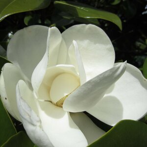 Magnolia grandiflora 'Exmouth'