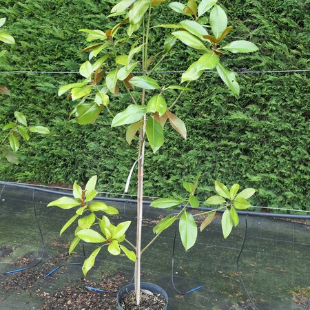 Magnolia grandiflora 'Exmouth'