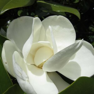 Magnolia grandiflora 'Little Gem'