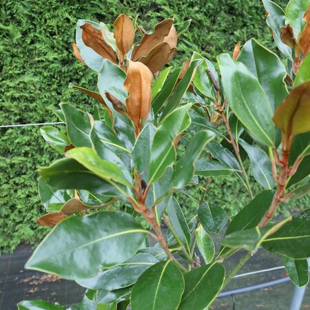 Magnolia grandiflora 'Little Gem'