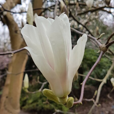 Magnolia soulangeana 'Alba Superba'