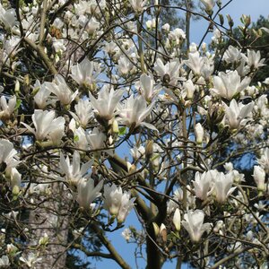 Magnolia soulangeana 'Alba Superba'