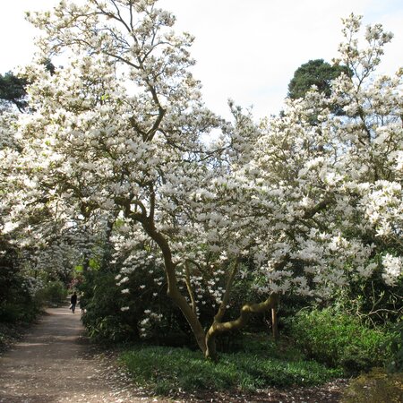 Mature Magnolia soulangeana 'Alba Superba'