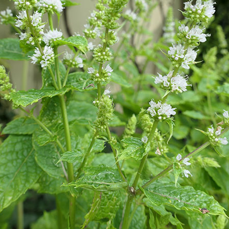 Mentha spicata (mint)