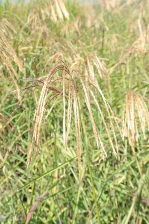 Miscanthus nepalensis