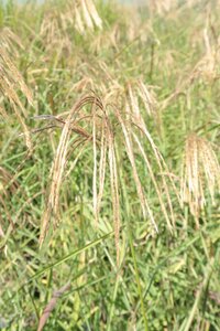 Miscanthus nepalensis