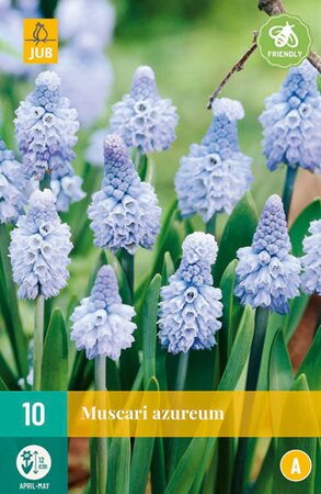 Muscari Azureum