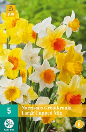 Narcissus Large Cupped Mix