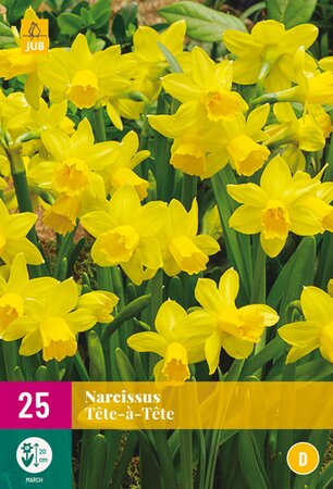 Narcissus Tete-A-Tete XL