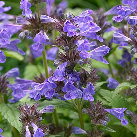 Nepeta 'Neptune'