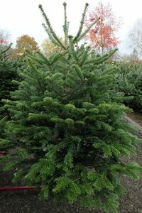 Nordmann Fir - Premium 1.5m