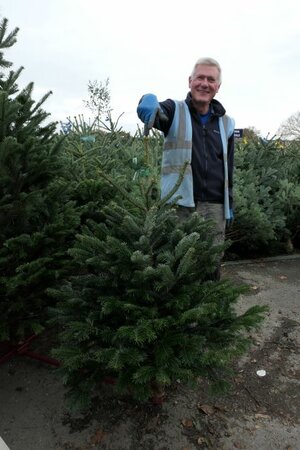 Nordmann Fir - Premium 1.5m