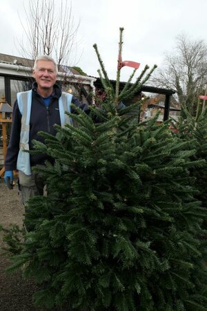 Nordmann Fir - Premium 1.5-1.75m