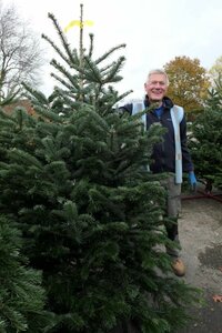 Nordmann Fir - Premium 1.75-2m