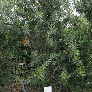 Olea europaea (Olive tree)