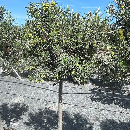 Olea europaea (Olive tree)