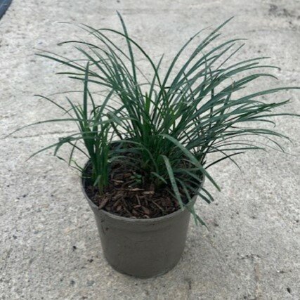 Ophiopogon japonicus